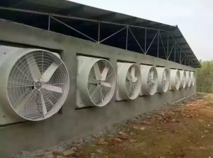 草莓视频在线免费观看安装现场